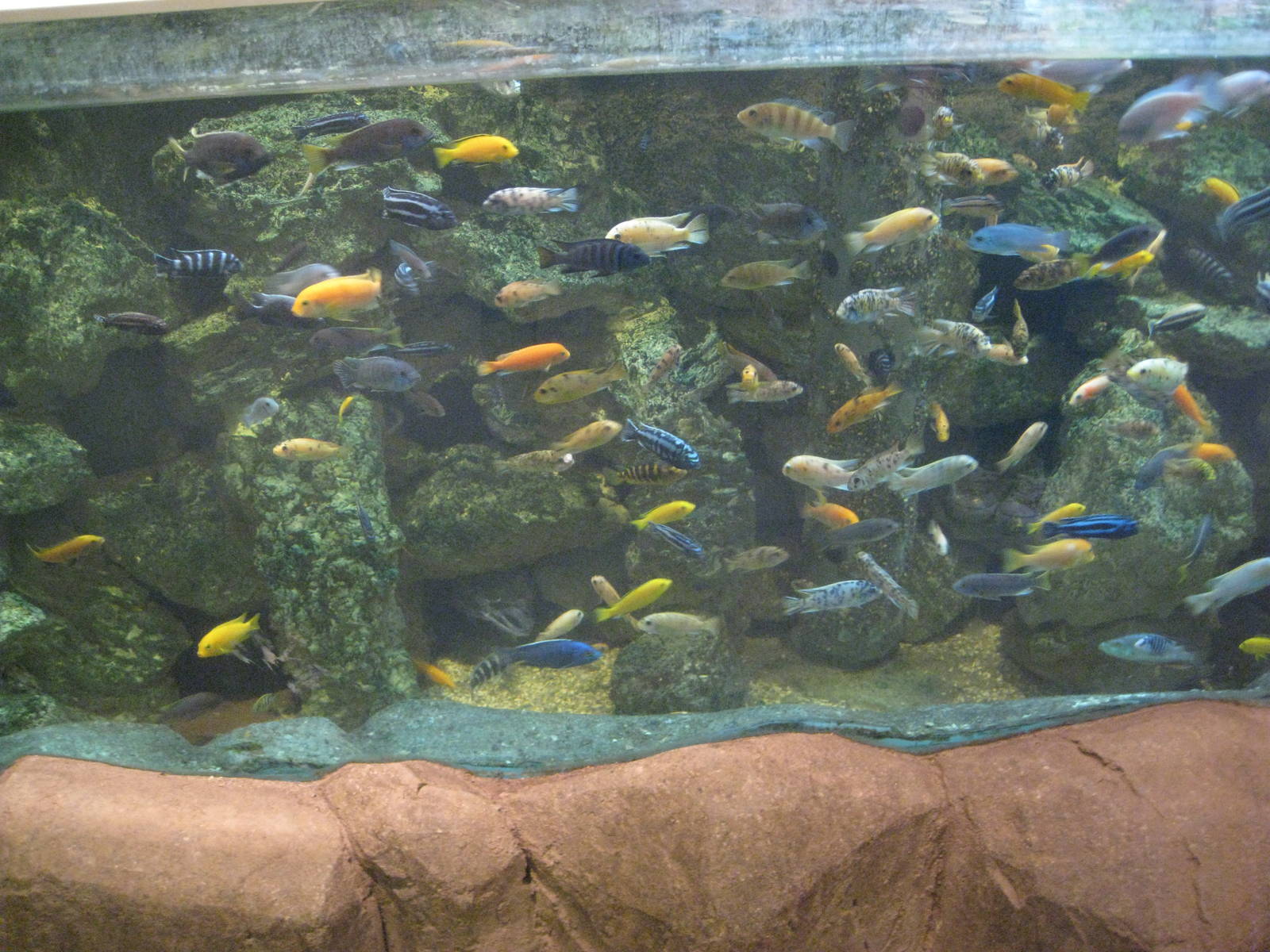 African Cichlids
