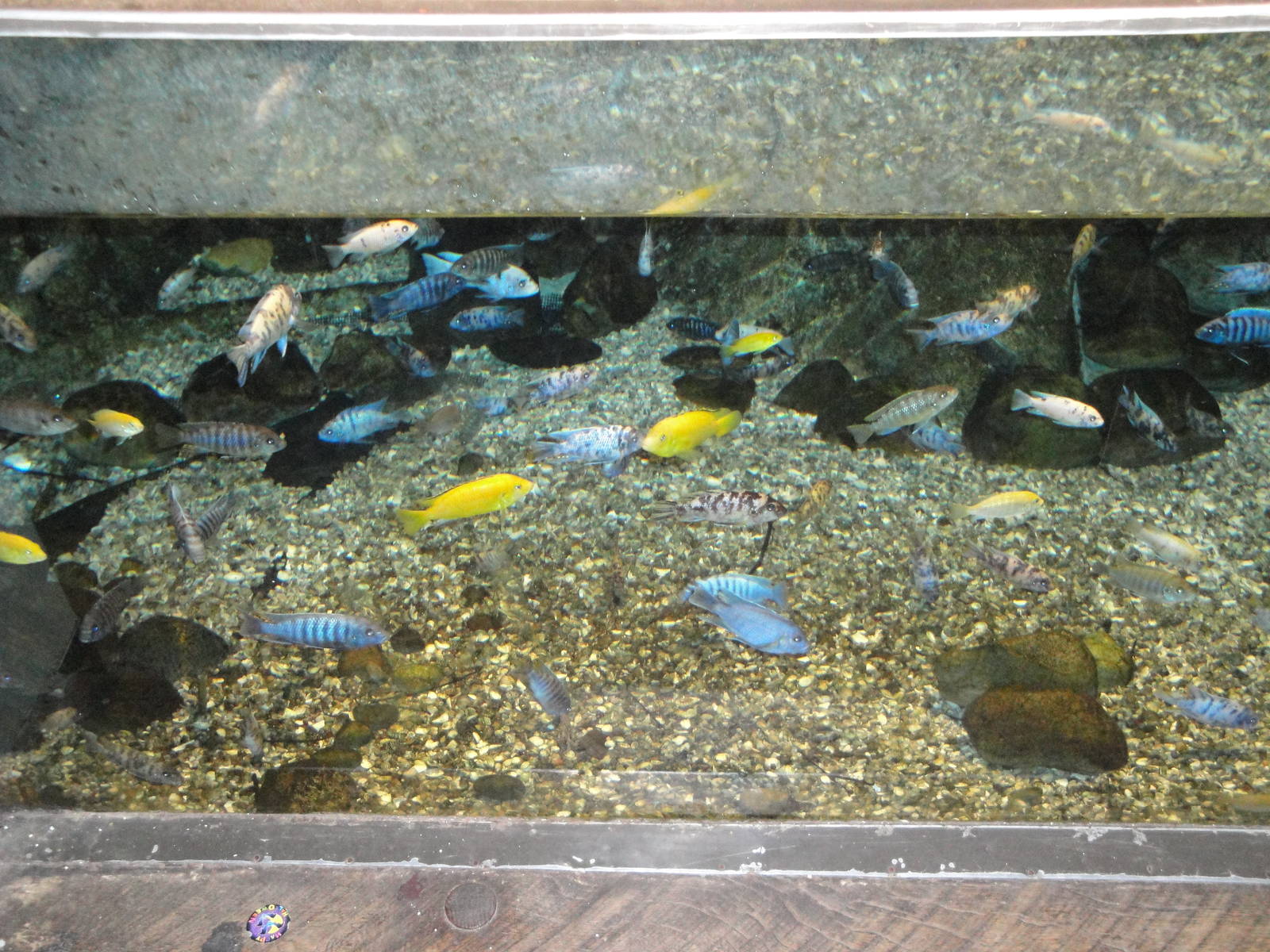African Cichlids