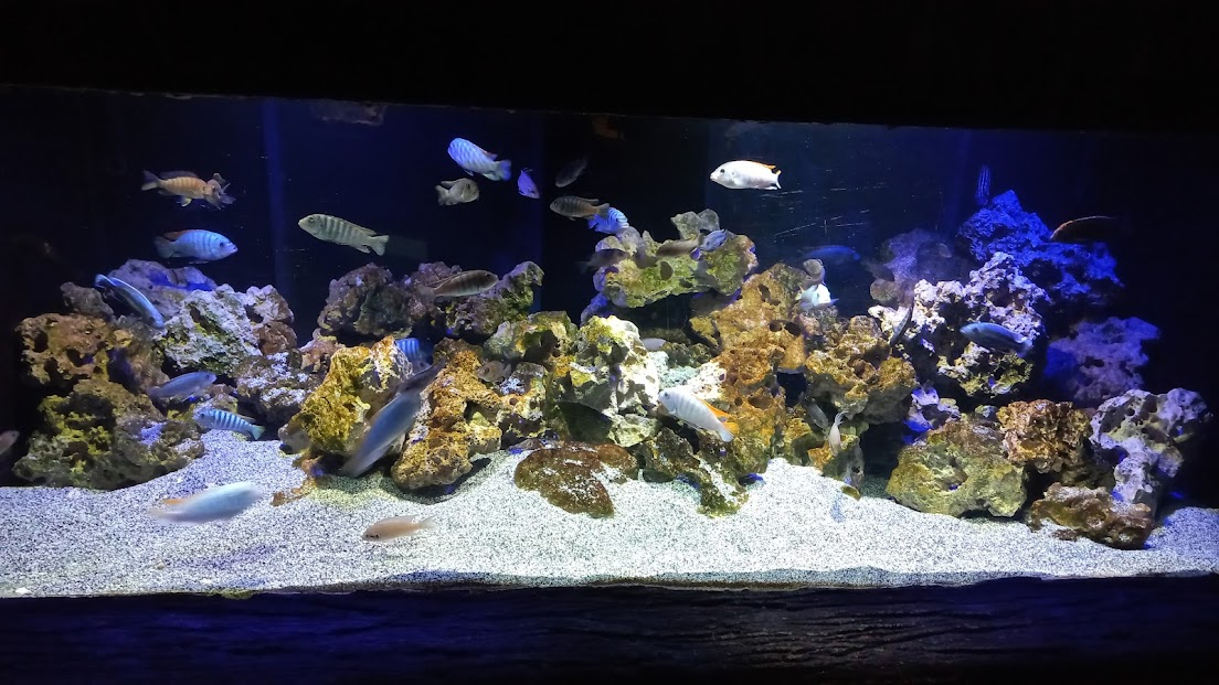 African ciclids - São Paulo aquarium