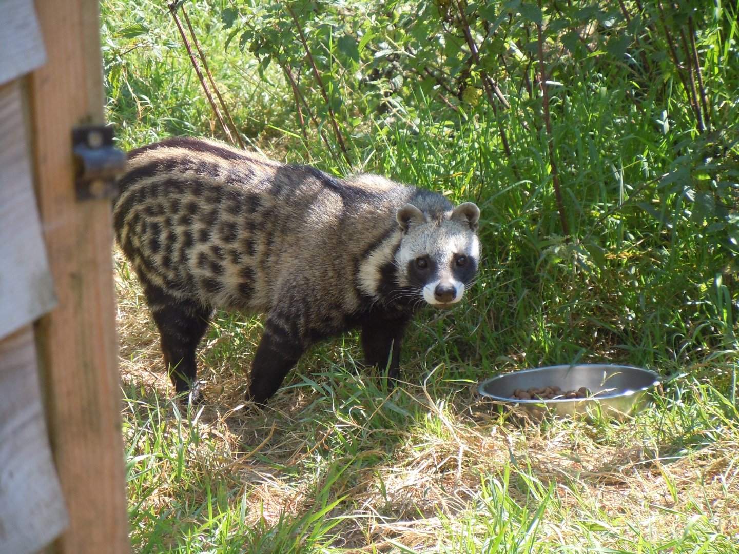 African civet 030820