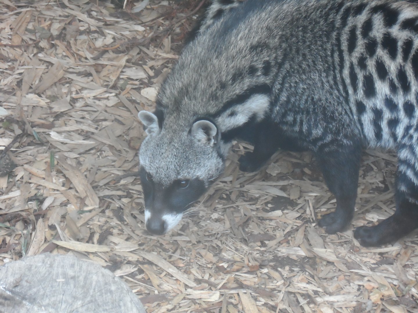 African Civet - 1/9/20