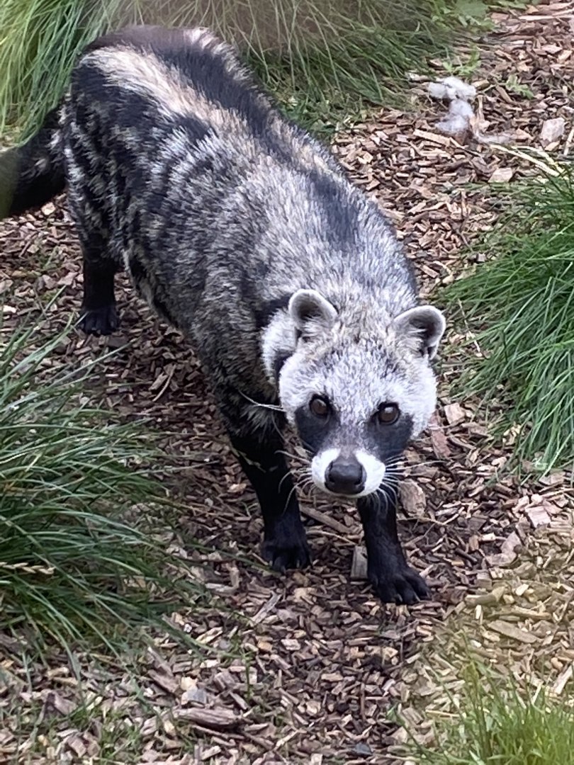 African civet 100920