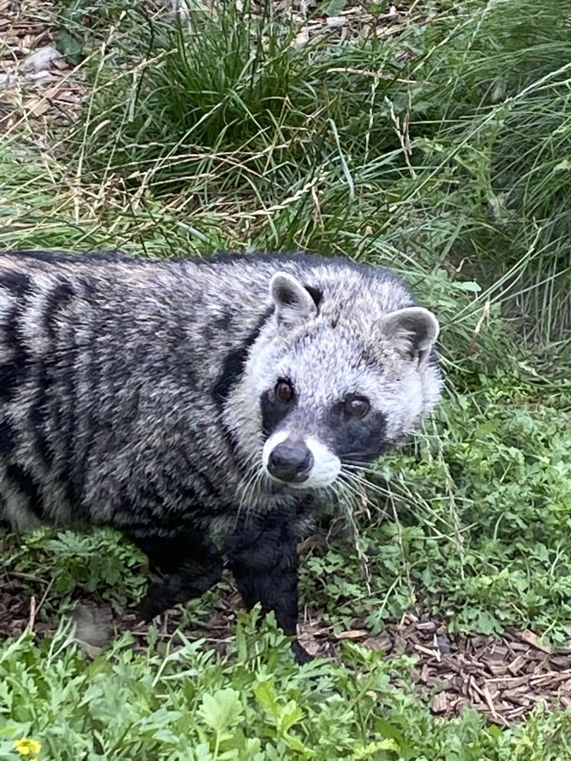 African civet 100920