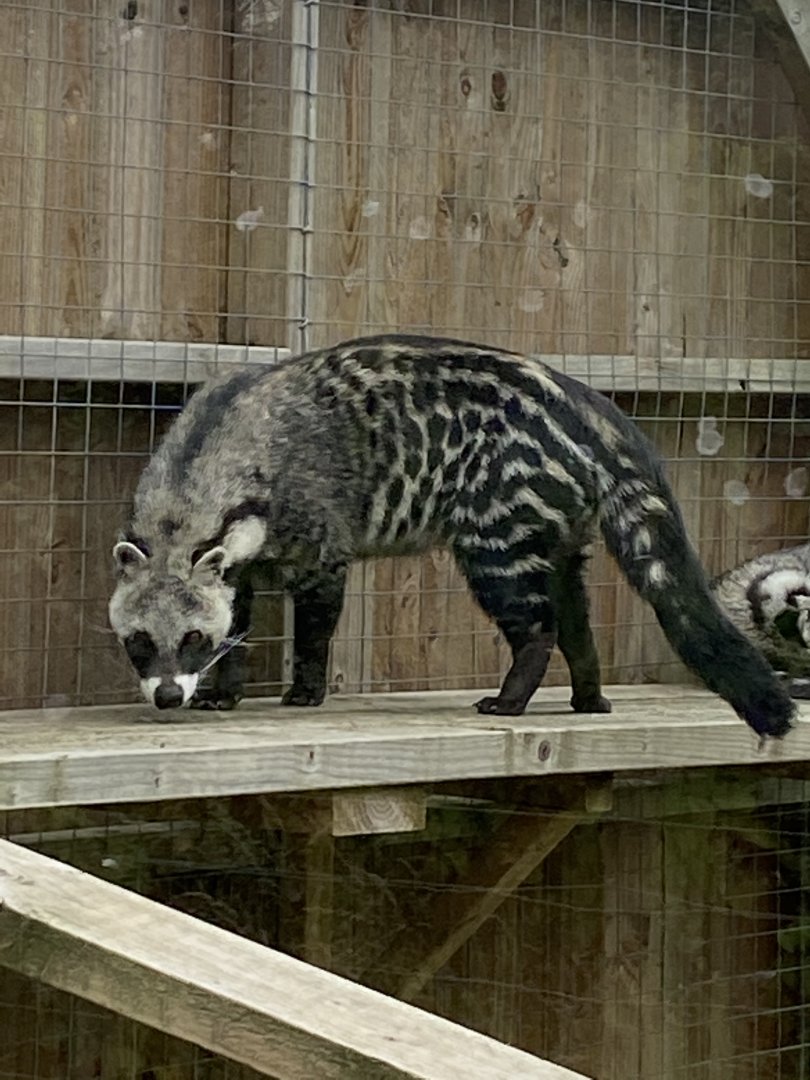 African civet 100920