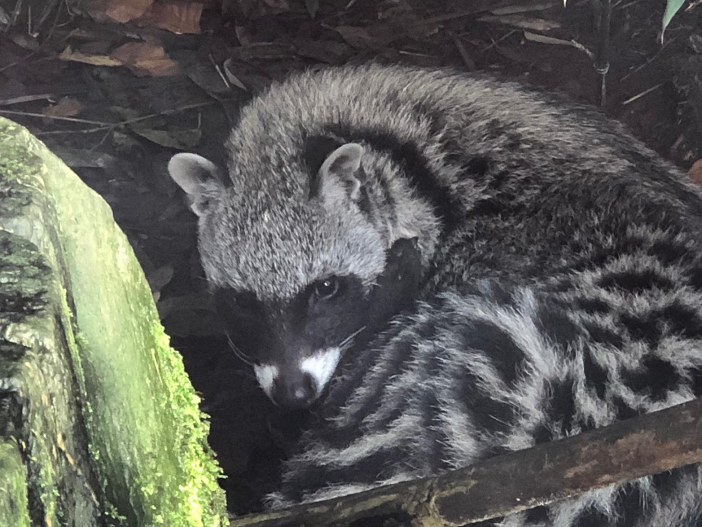 African civet 101119