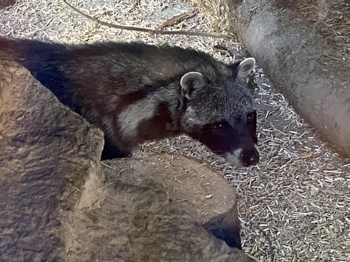 African civet 141023