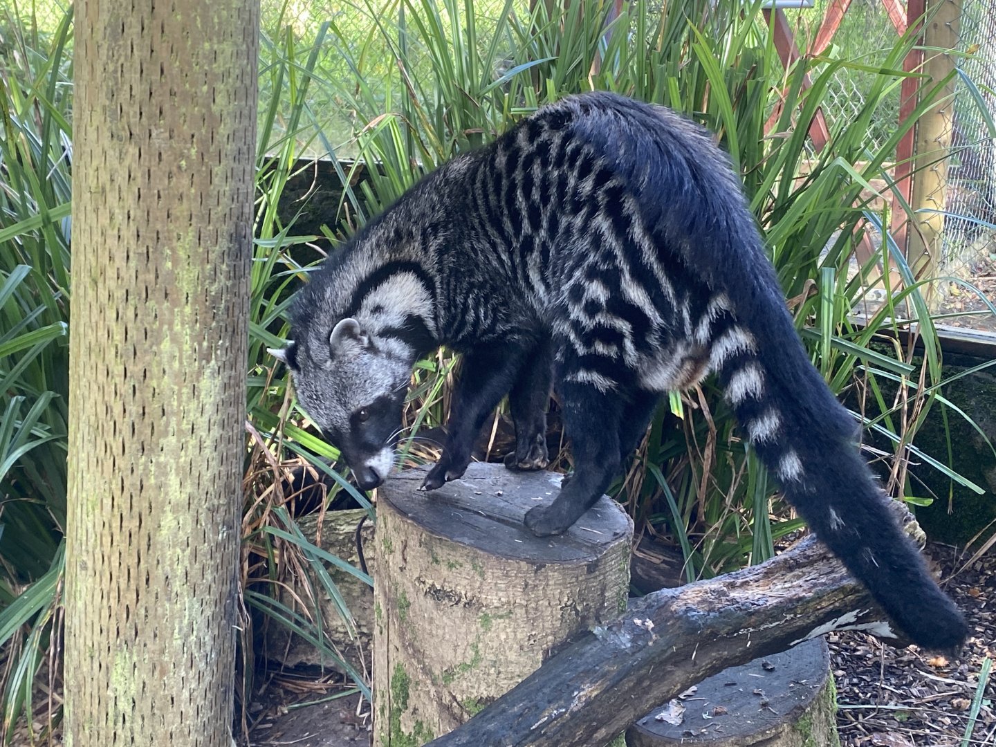 African civet 141023