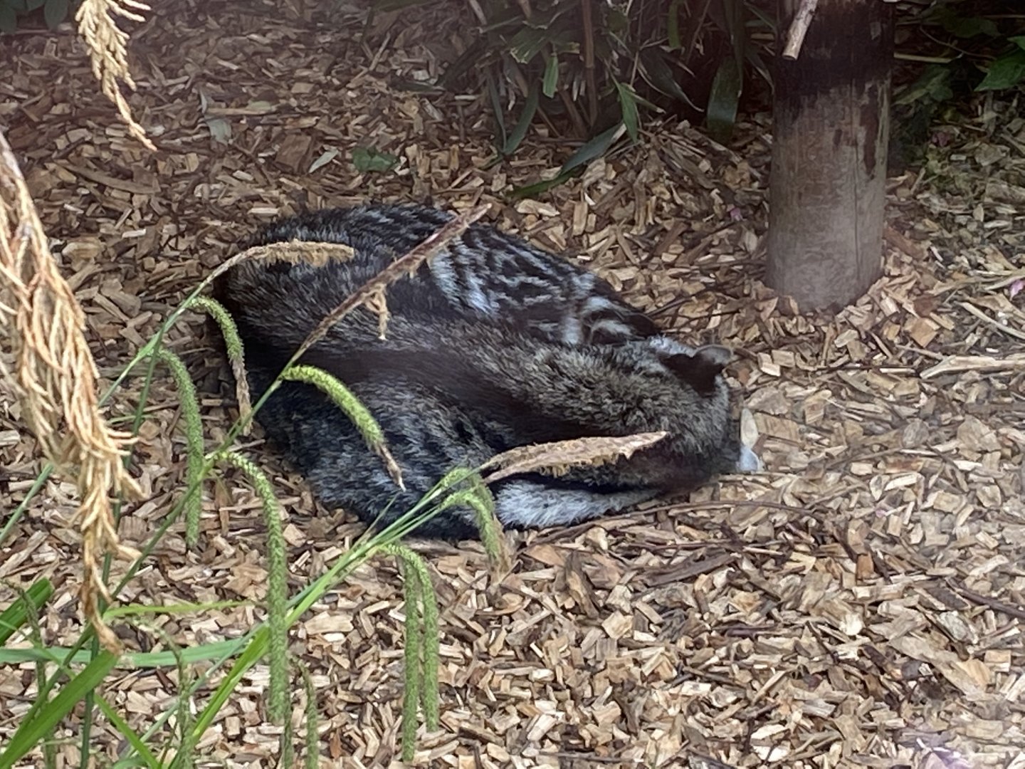 African civet 150522