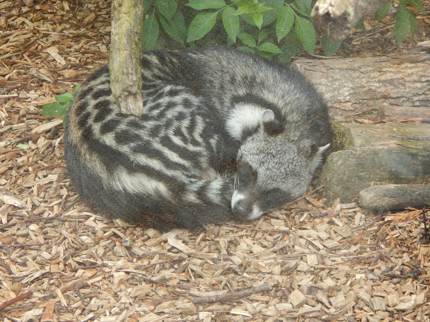 African civet 150522