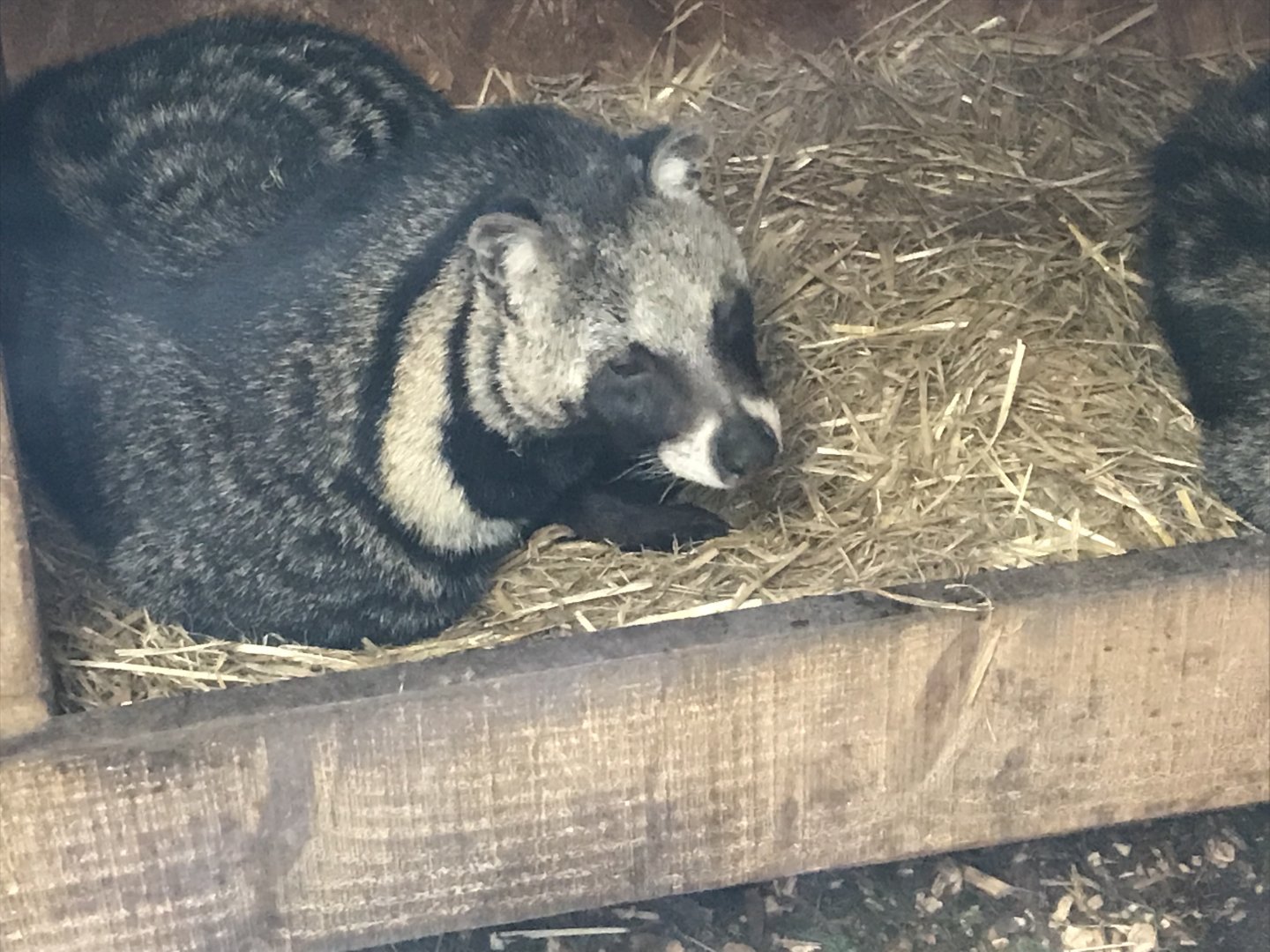 African civet 170219