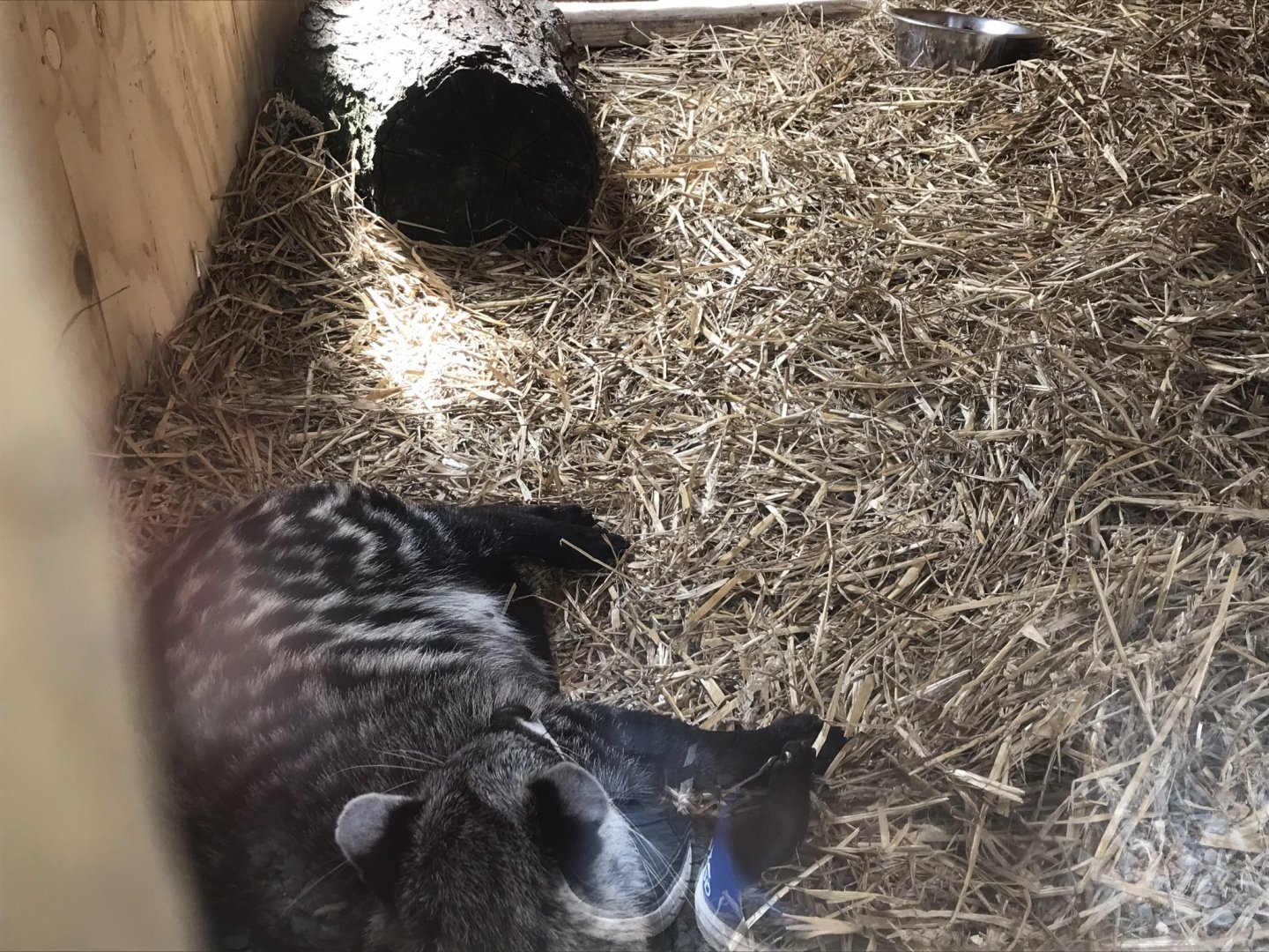 African civet 210718