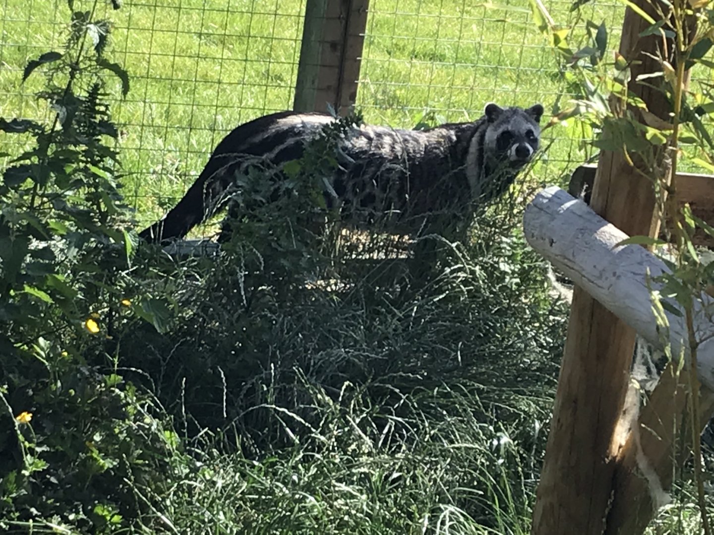 African civet 220619