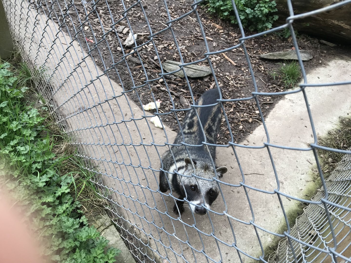 African civet 280418