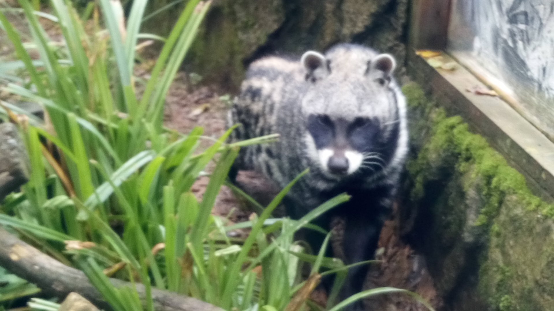 African Civet 8/10/20
