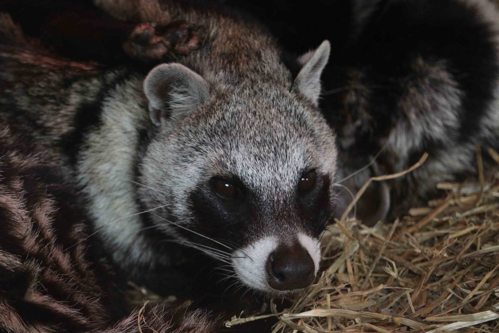 African civet, April 2017