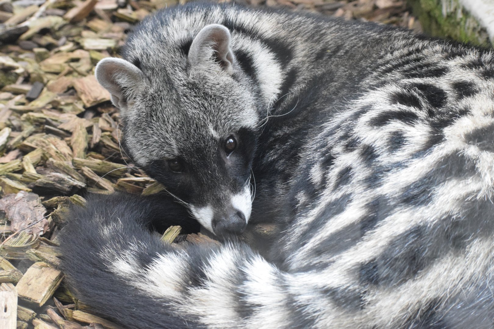 African civet - April 2022