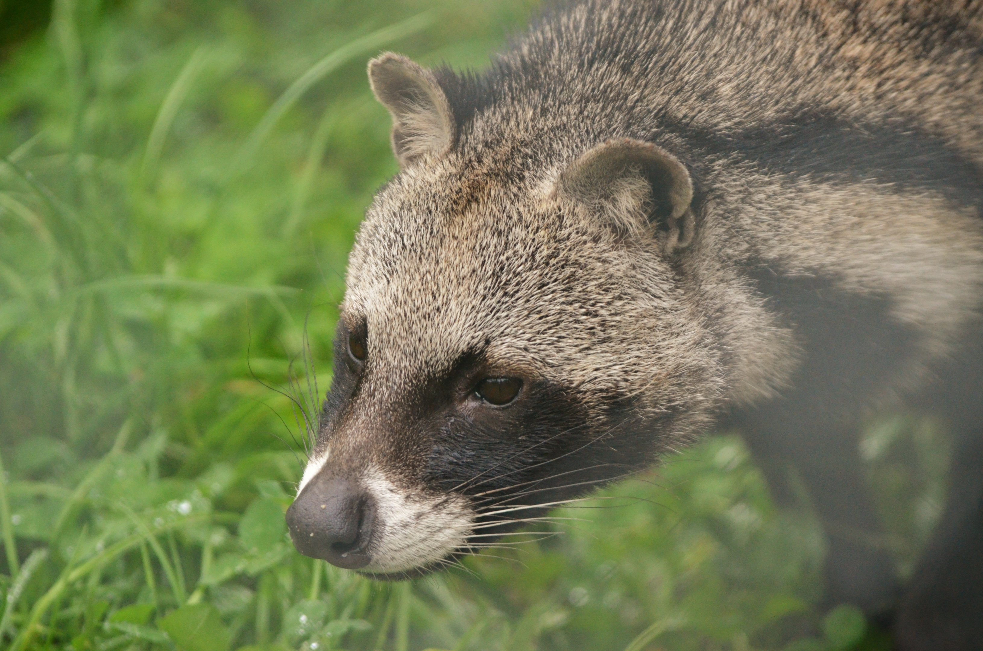 African Civet at Axe Valley, 02/11/19