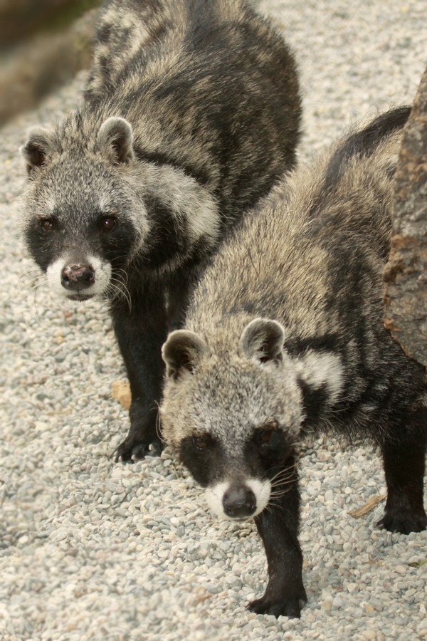 African Civet at Olomouc (2012)