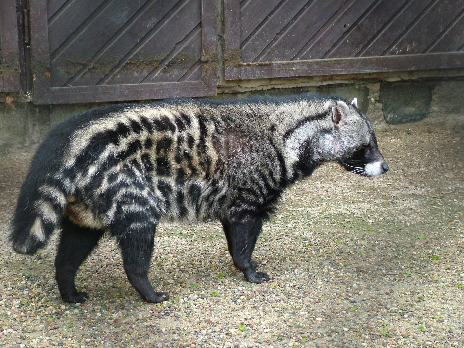 African Civet at Olomouc 30/05/09
