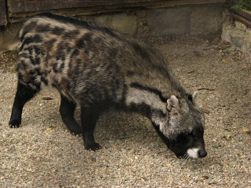 African civet at Olomouc