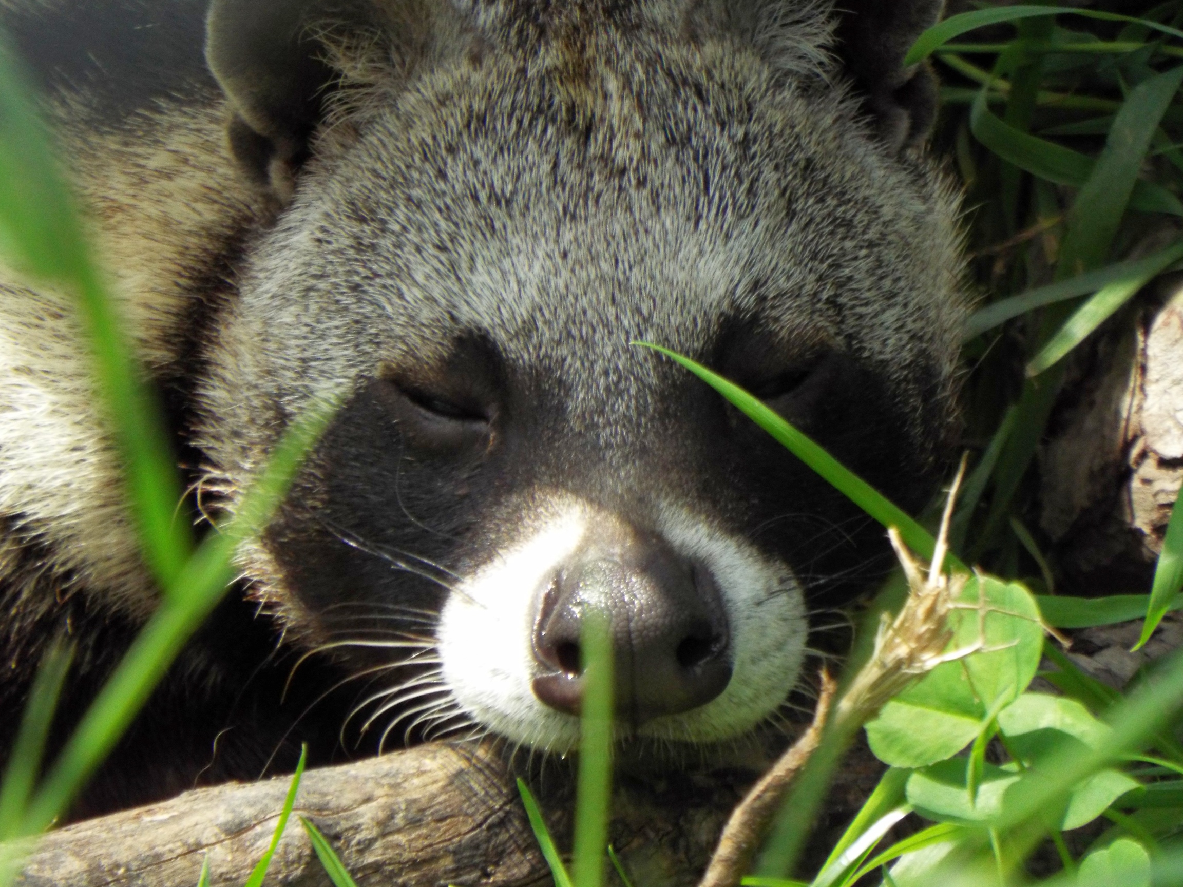 African Civet Axe Valley