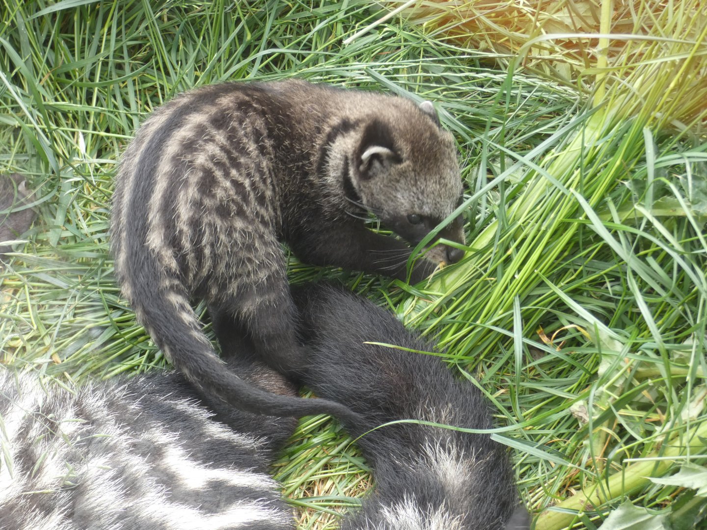African Civet baby