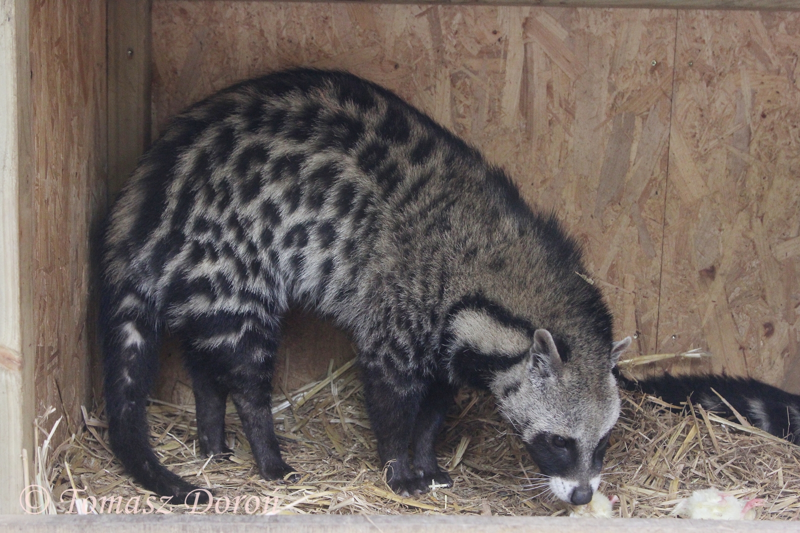 African Civet (Civettictis civetta), female, April 2017