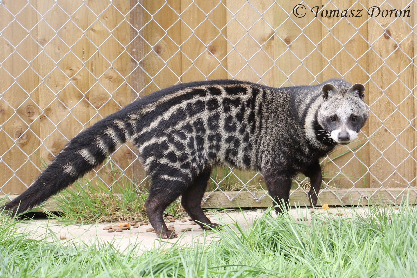 African Civet (Civettictis civetta) male, April 2017