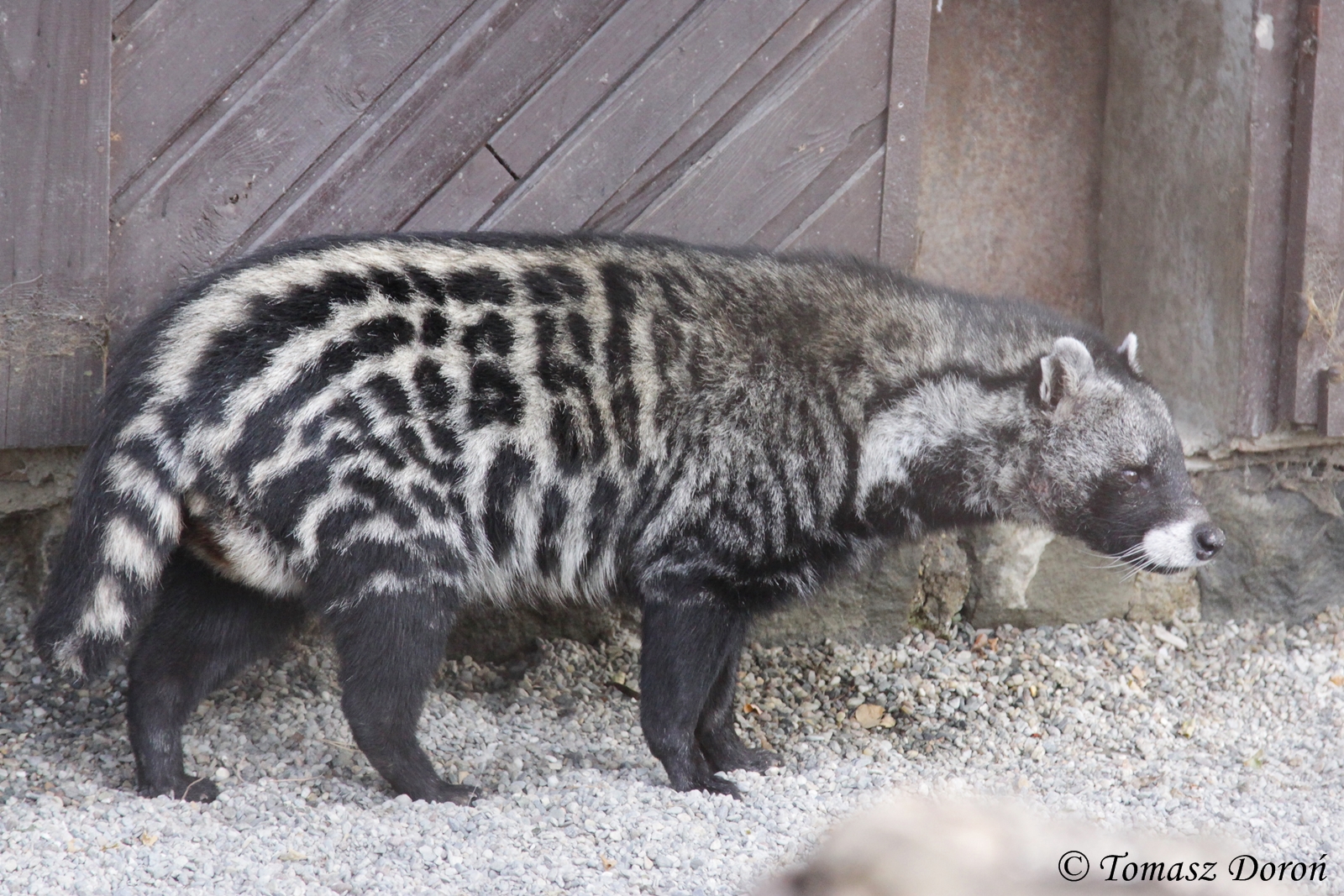 African Civet (Civettictis civetta), October 2012