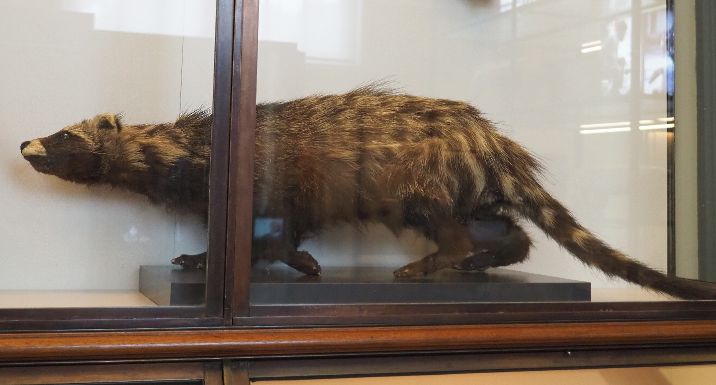 African civet (Civettictis civetta) specimen, 2021-10-20