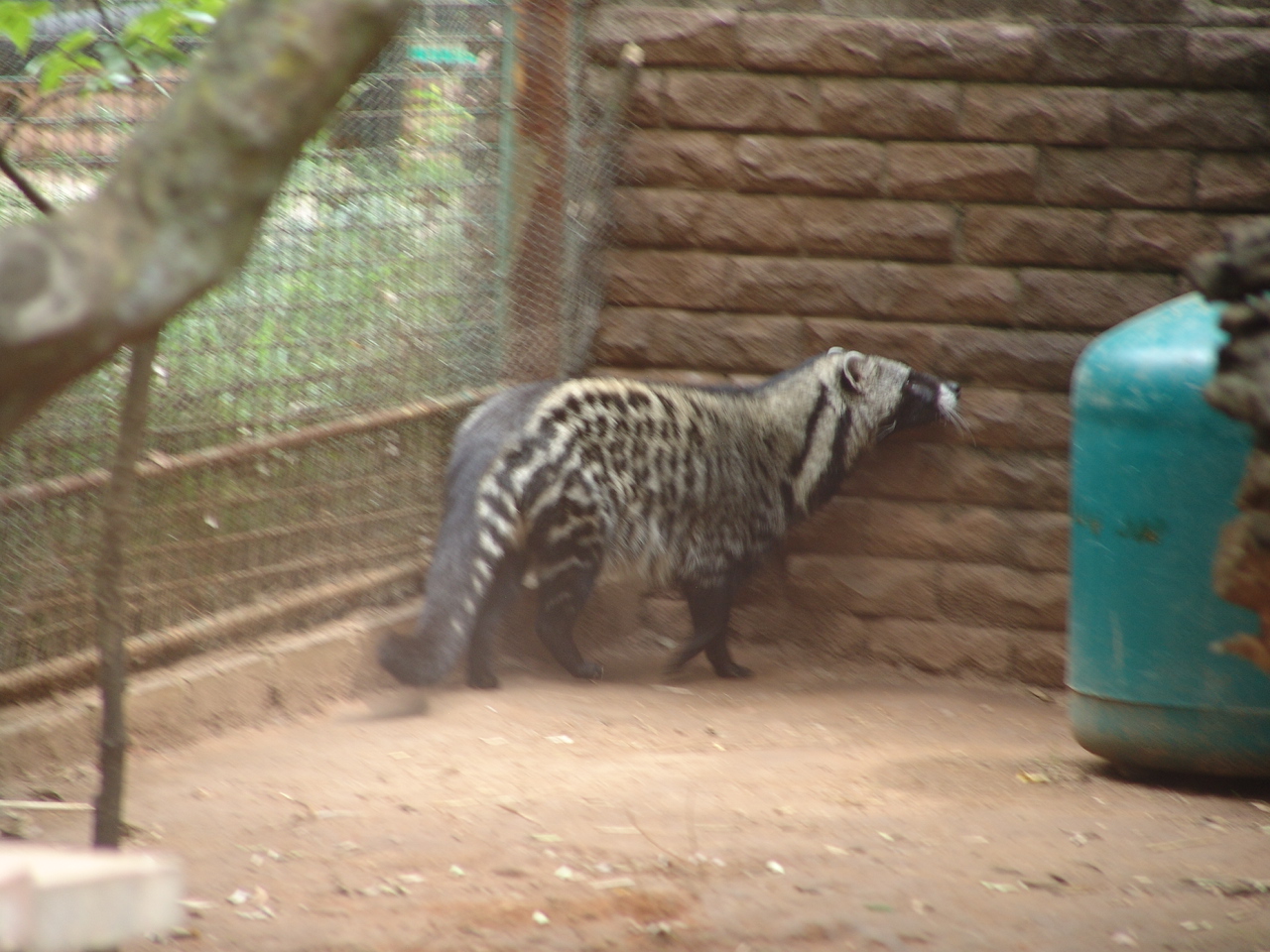 African Civet (Civettictis civetta)
