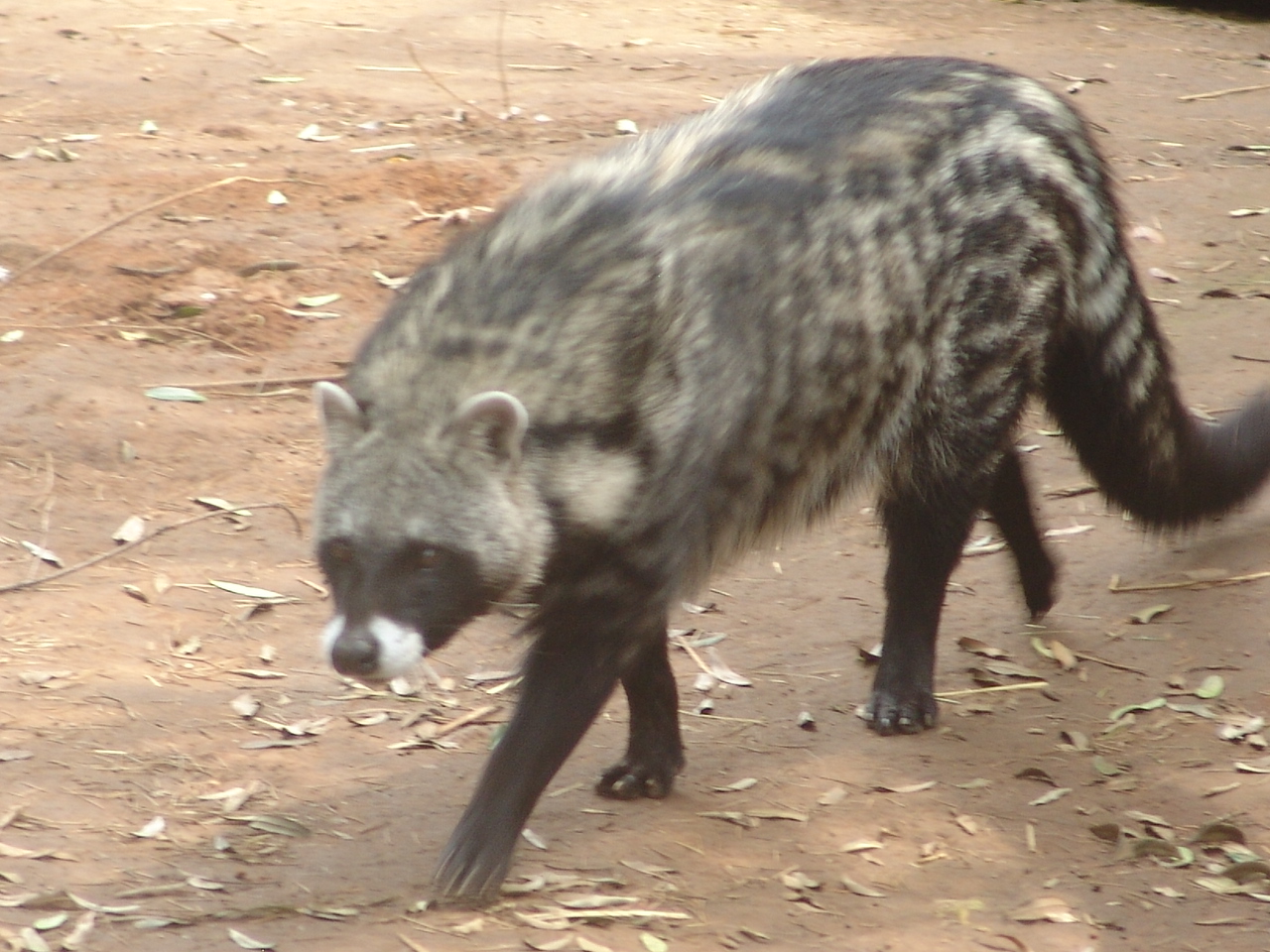 African Civet (Civettictis civetta)