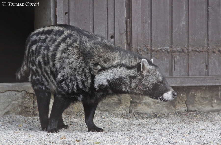 African Civet (Civettictis civetta)