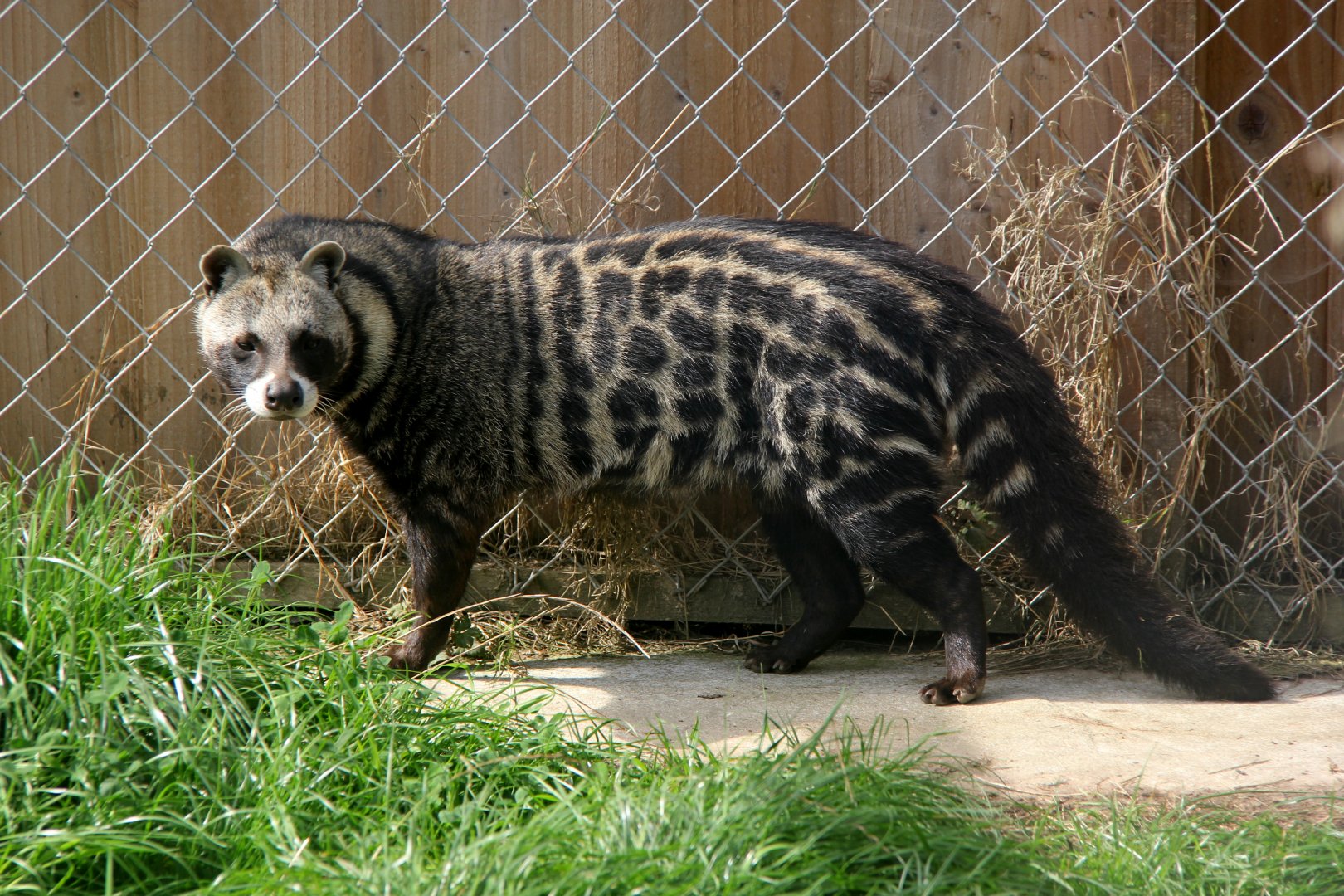 African civet (Civettictis civetta)