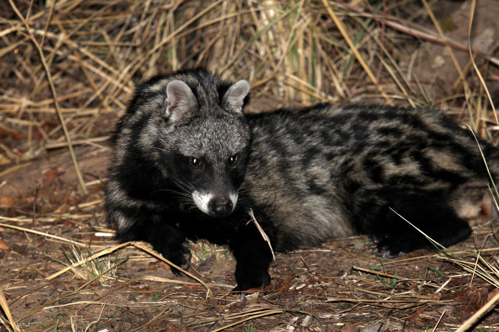 African civet (Civettictis civetta)