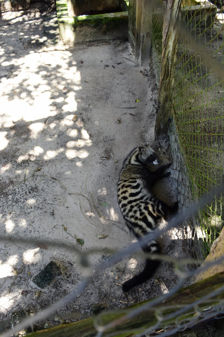 African civet (Civettictis civetta)