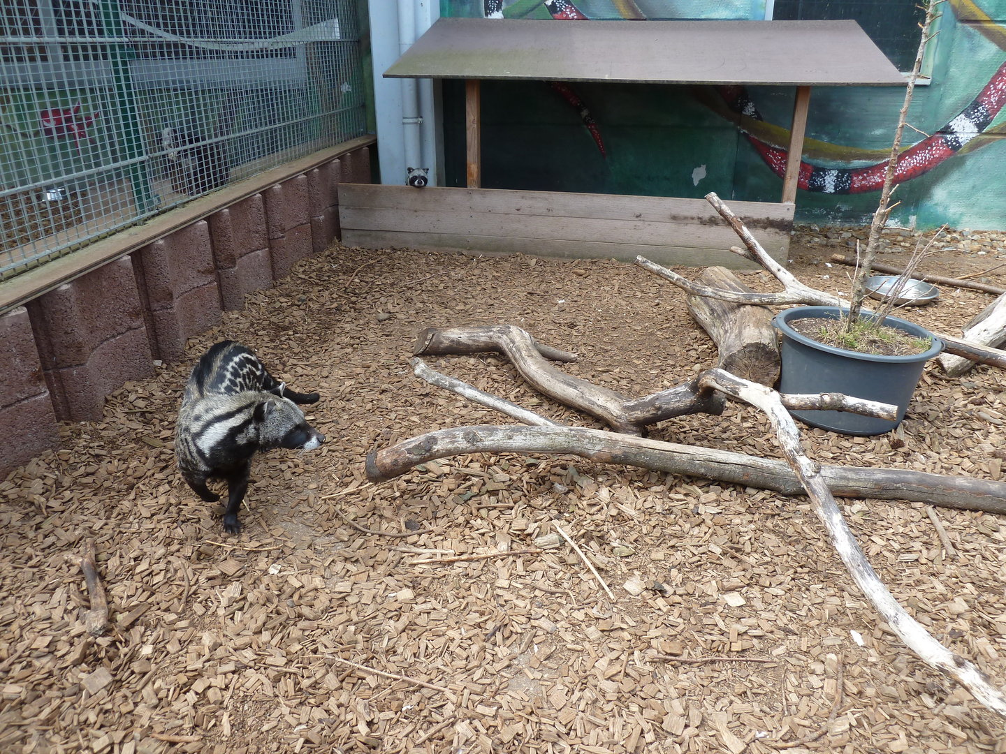 African civet - Civettictis civetta