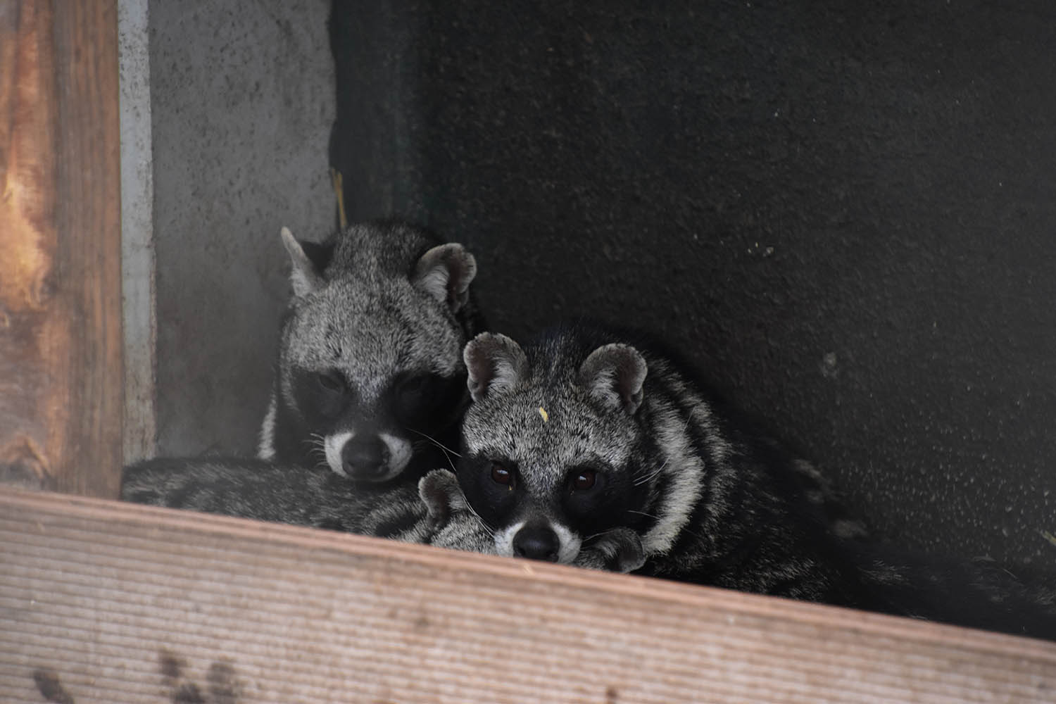 African civet (Civettictis civetta)