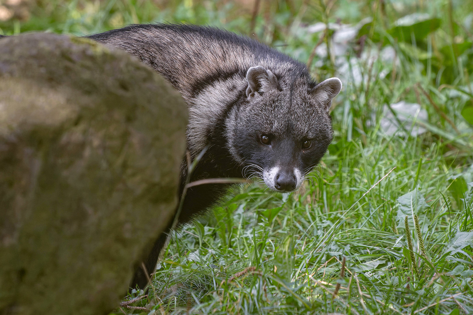 African civet (Civettictis civetta)