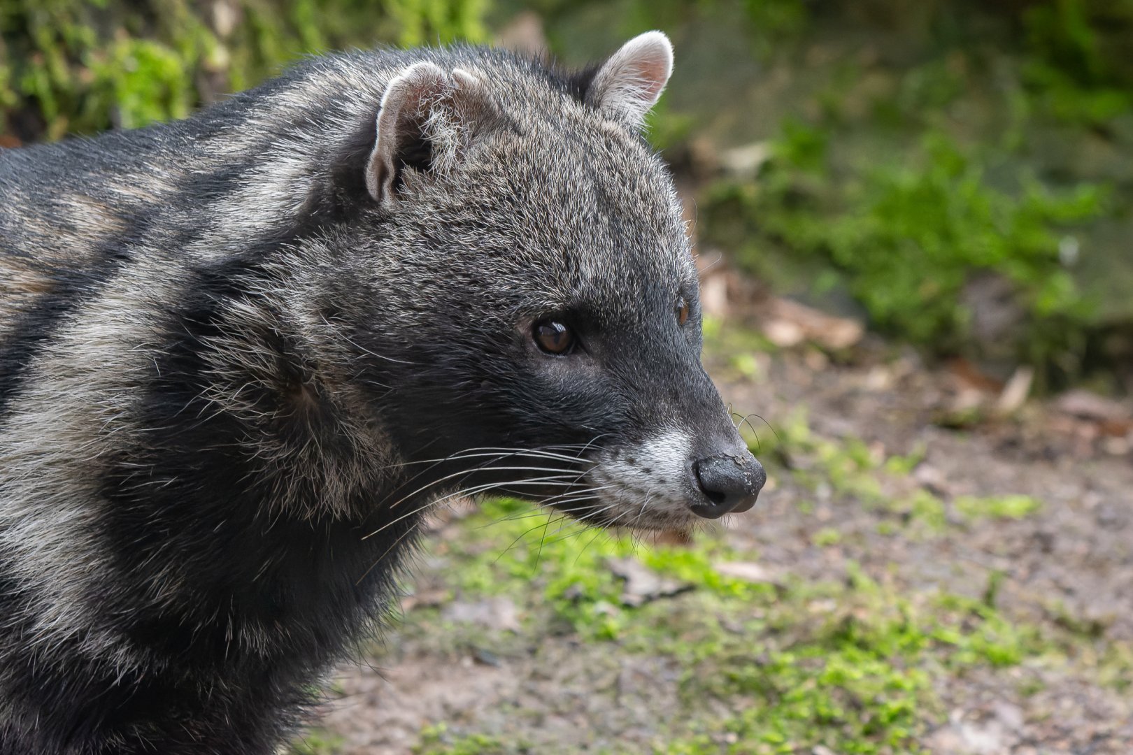 African civet (Civettictis civetta)