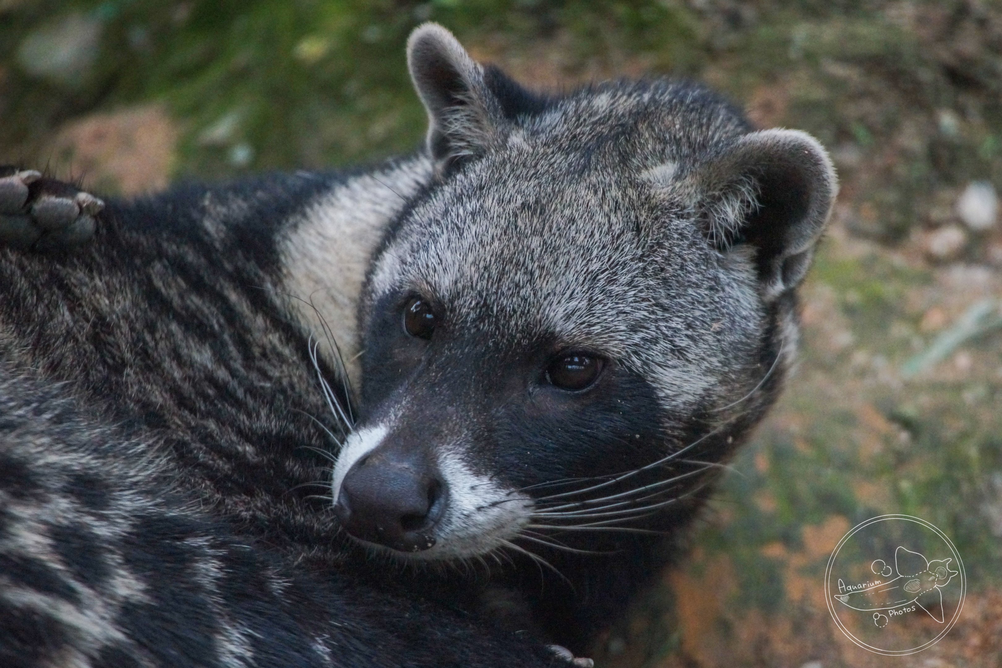 African Civet (Civettictis civetta)