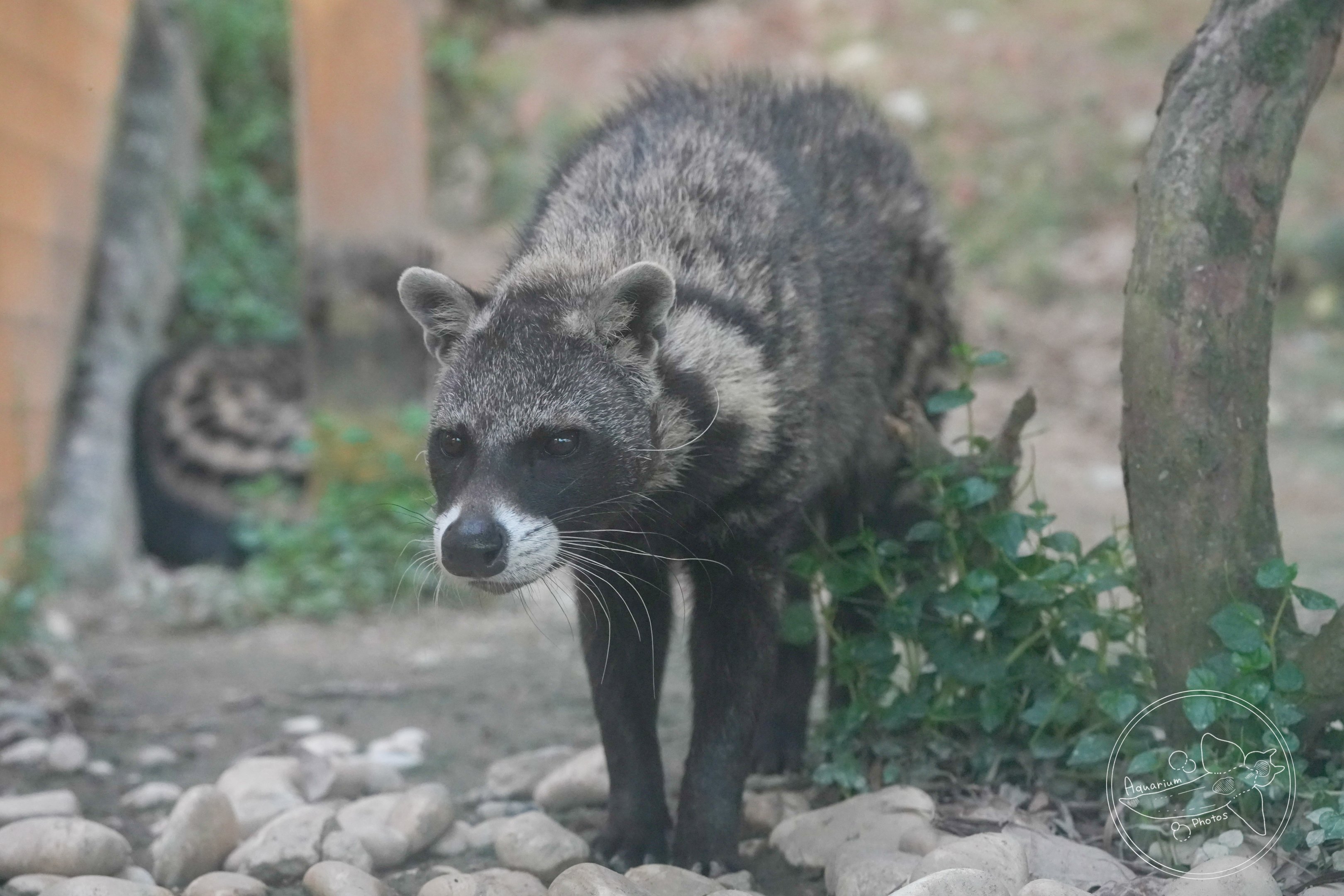 African civet (Civettictis civetta)