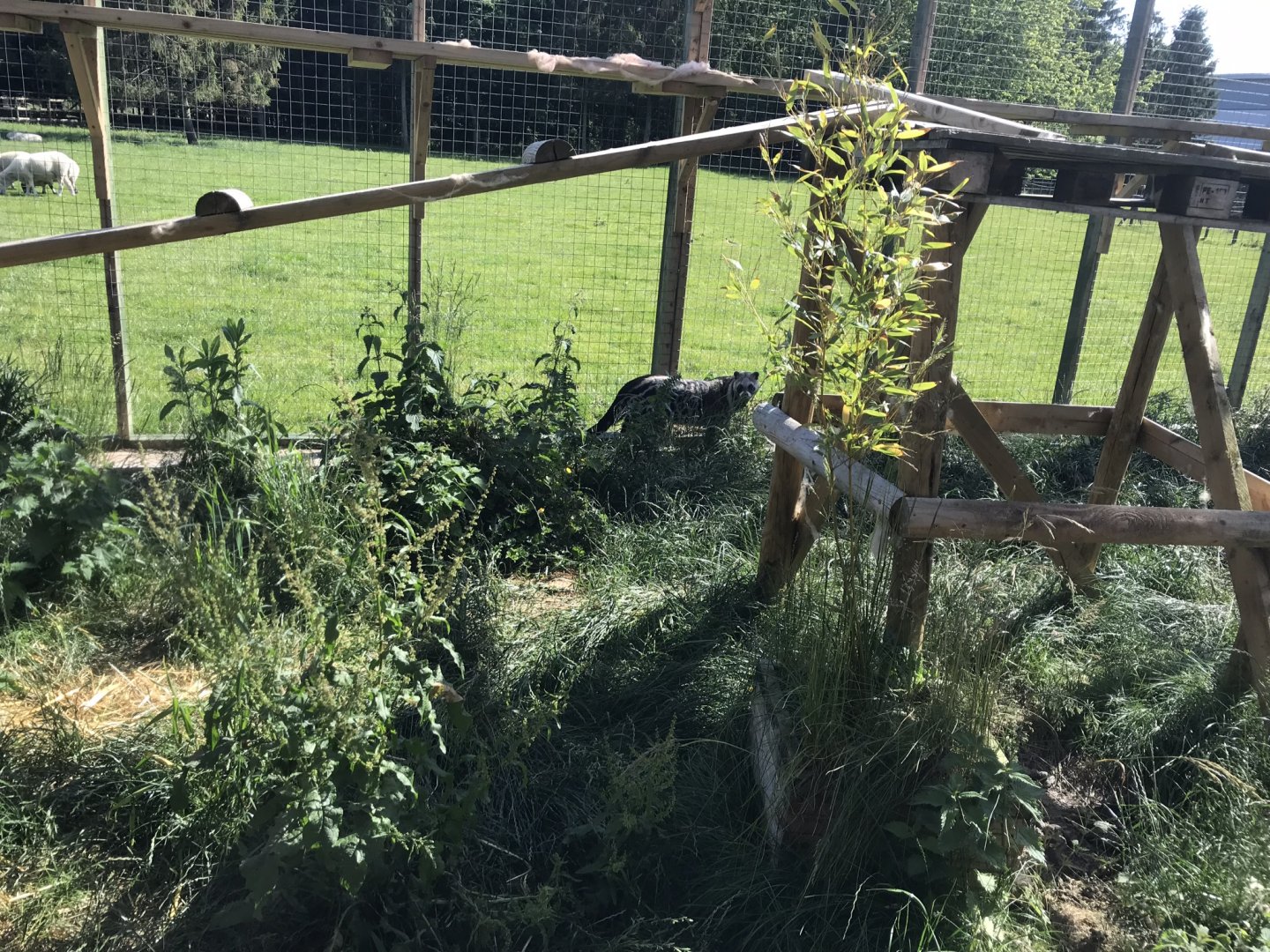 African civet enclosure 220619