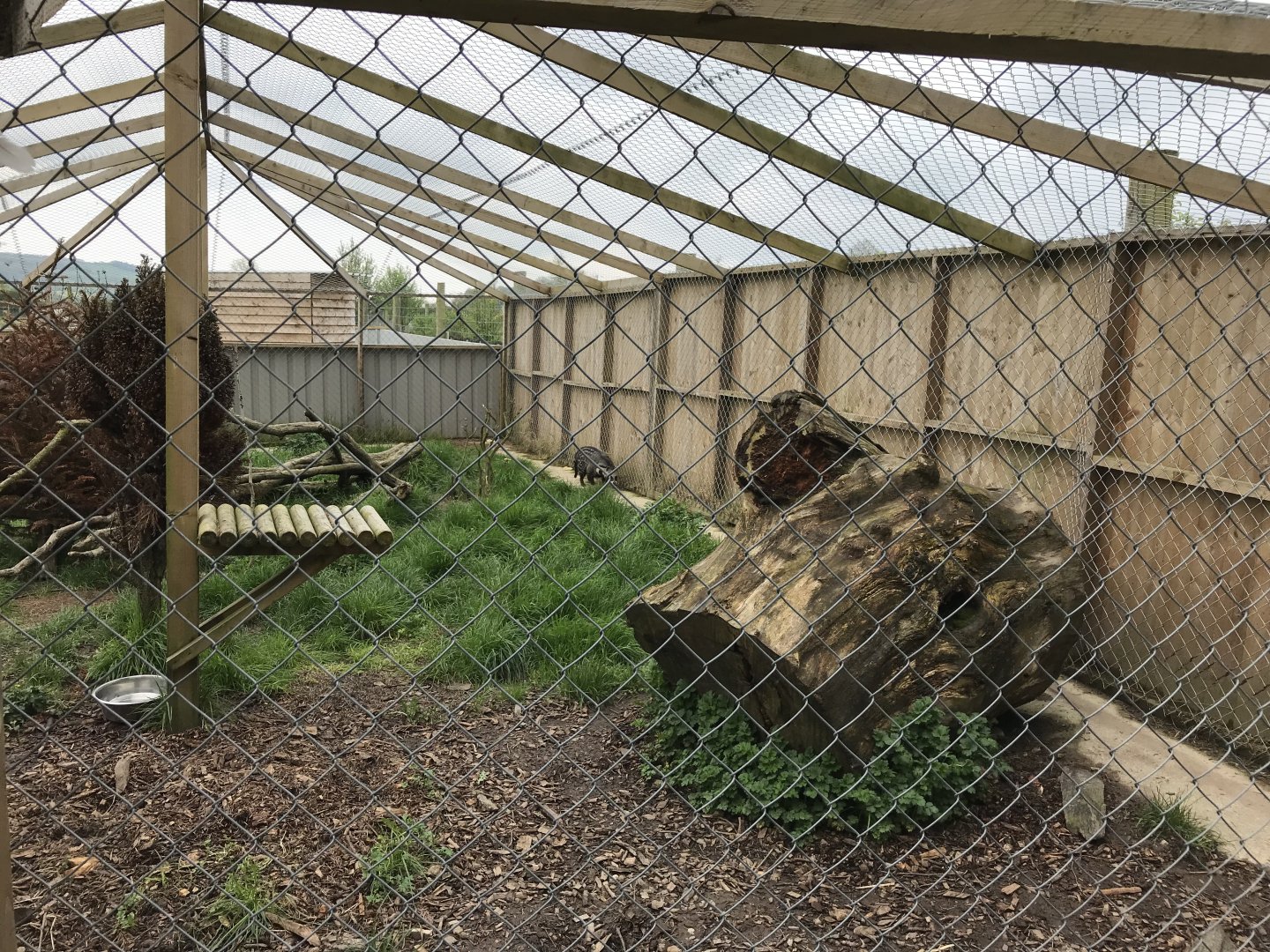 African civet enclosure 280418
