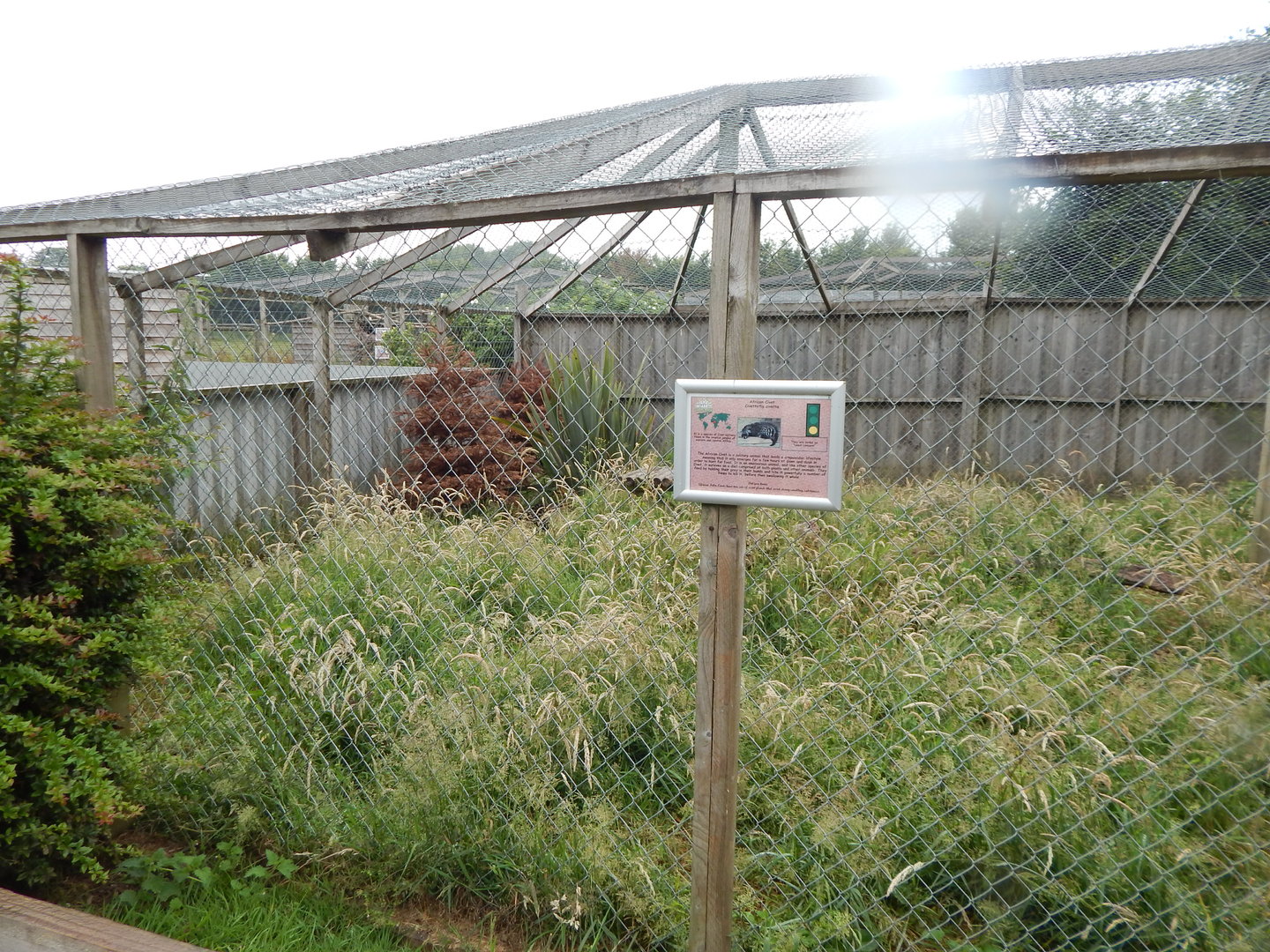 African civet enclosure 300623