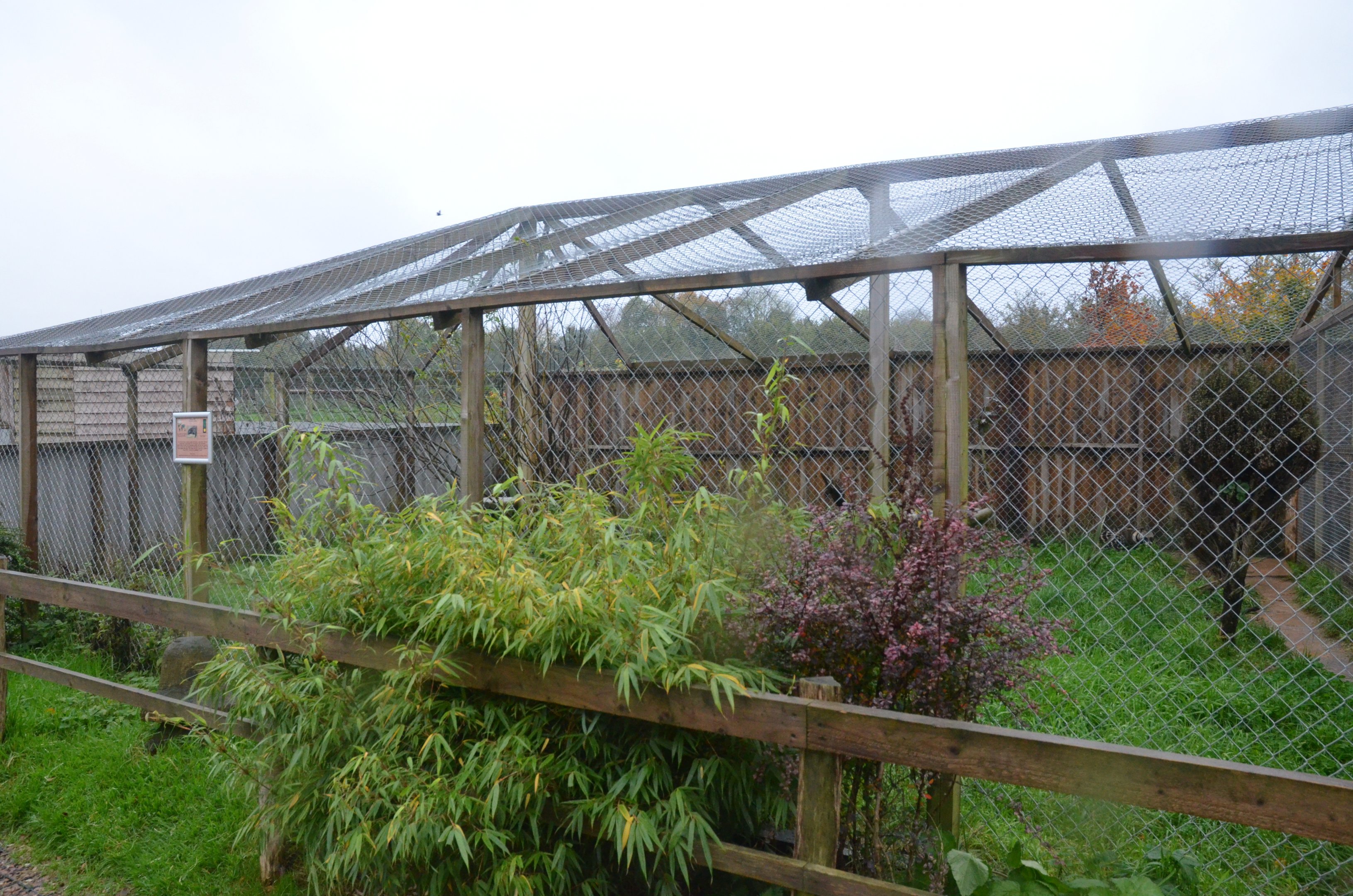 African Civet Enclosure at Axe Valley, 02/11/19