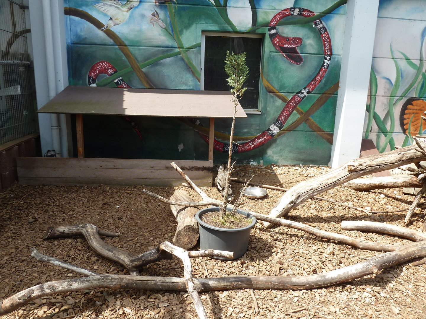 African civet enclosure