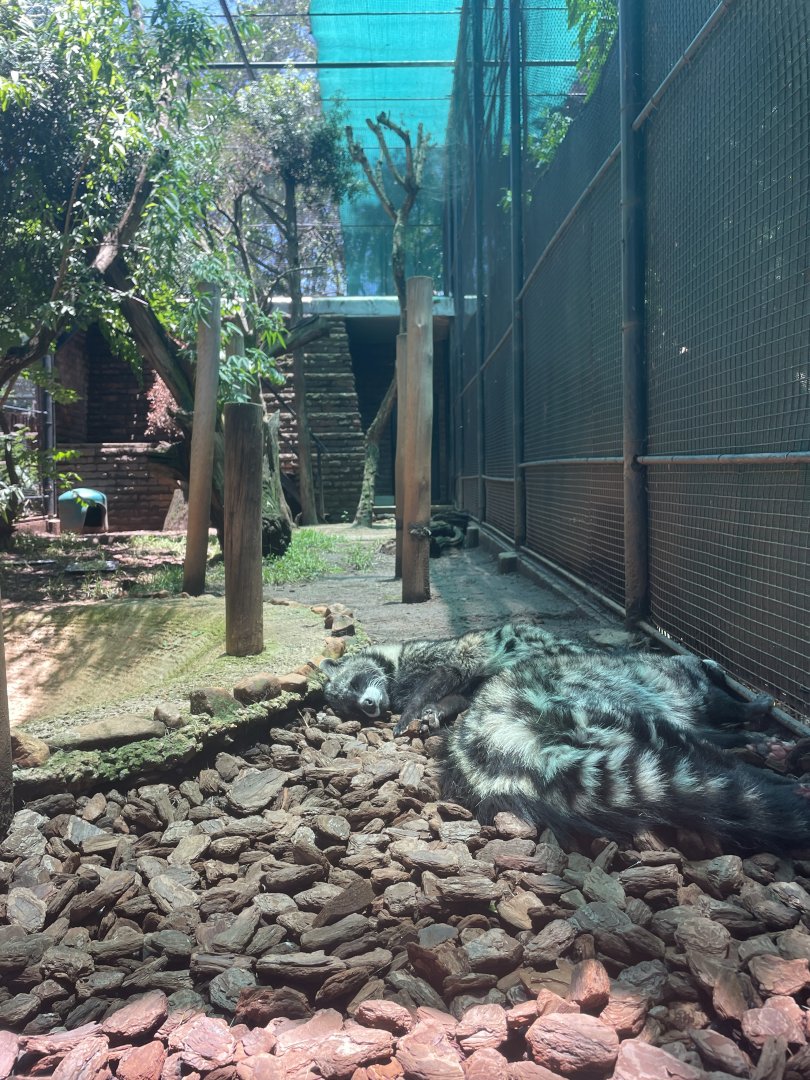 African Civet Exhibit (Civettictis civetta)