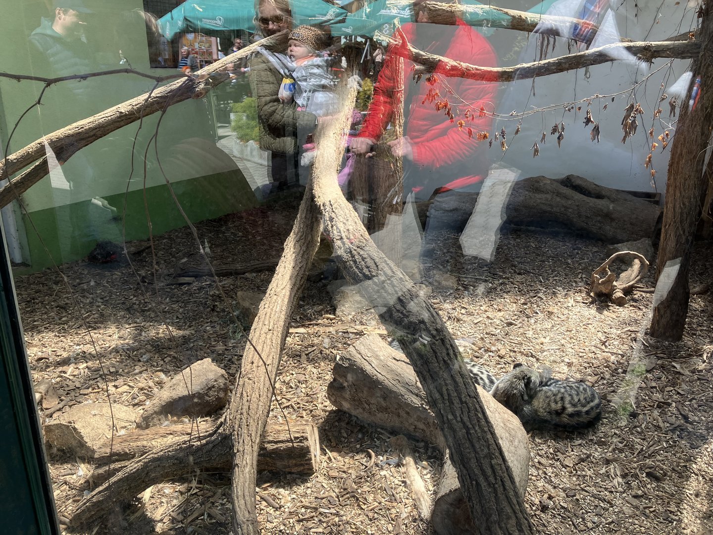 African civet exhibit