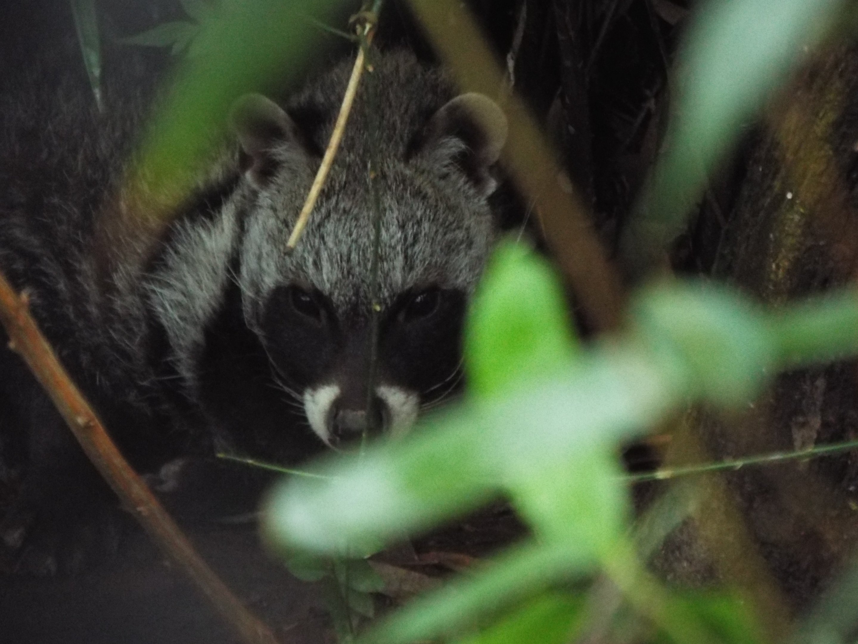 African Civet Exmoor Zoo